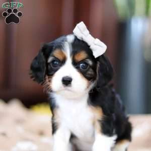 Macey, Cavalier King Charles Spaniel Puppy